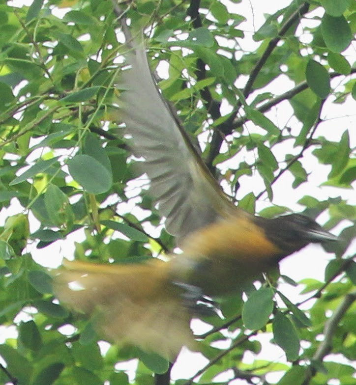 Baltimore Oriole - ML21756981