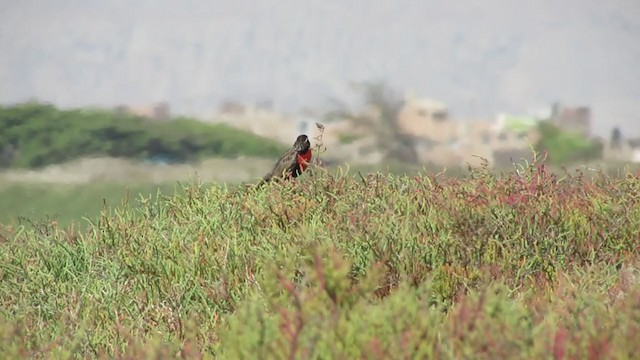 Peruvian Meadowlark - ML217569851