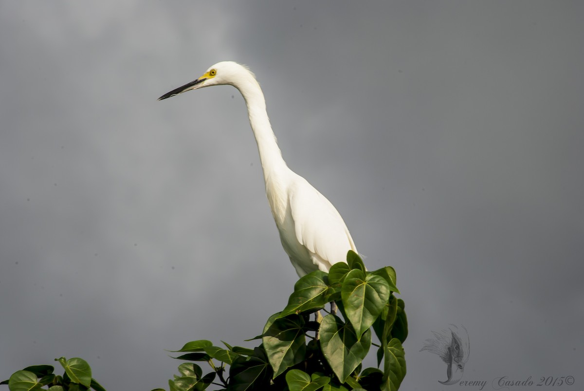 Snowy Egret - ML21757021