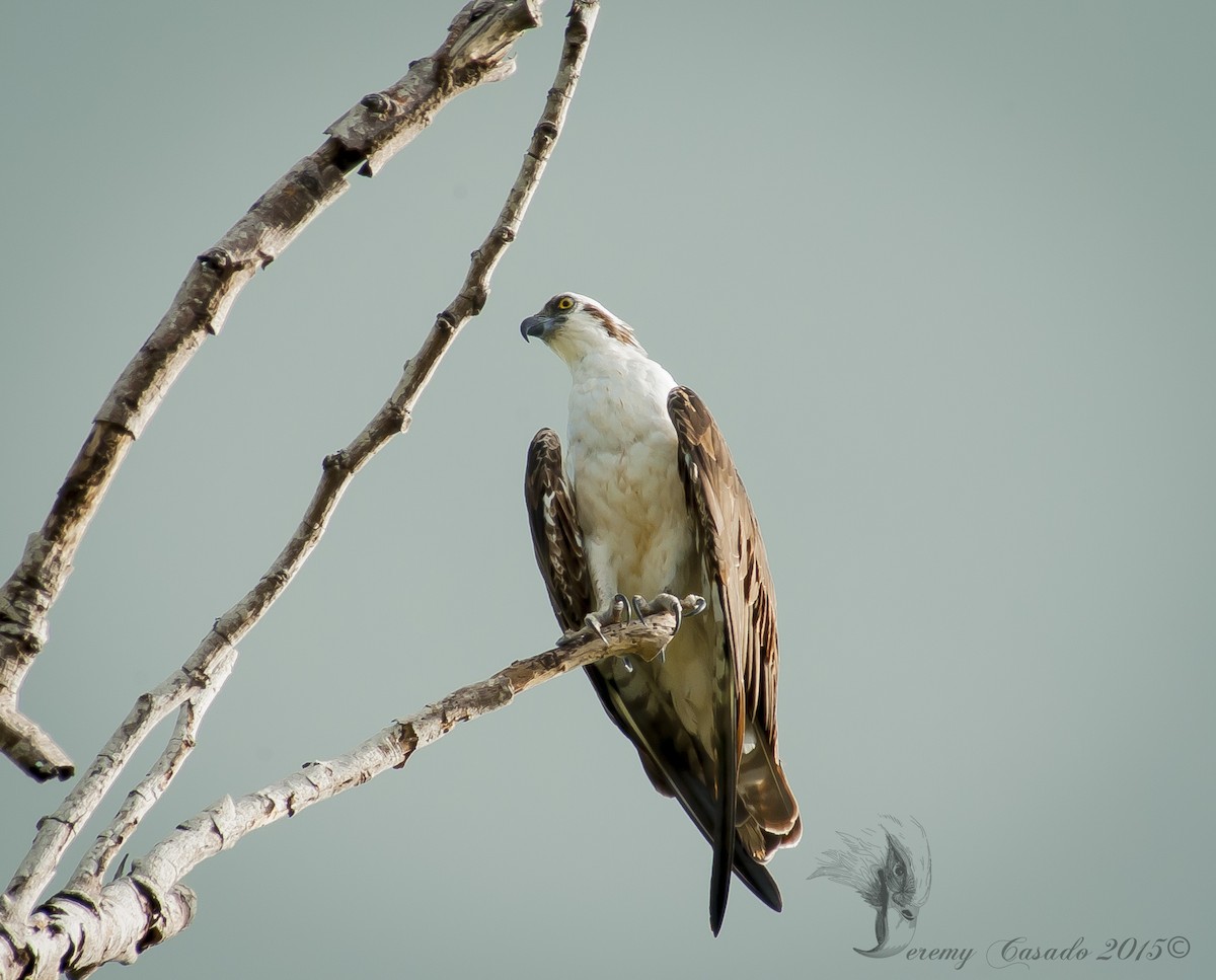 Osprey (ridgwayi) - ML21757051