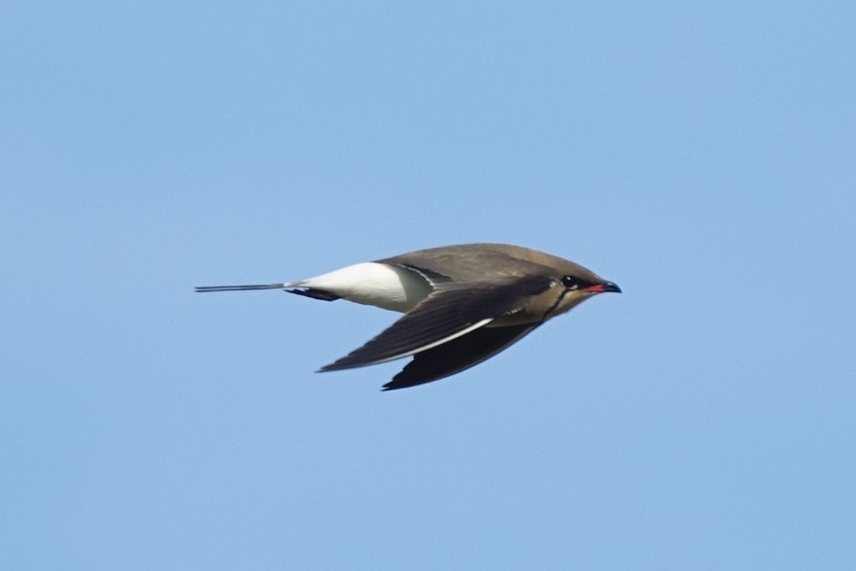 Collared Pratincole - ML217570771