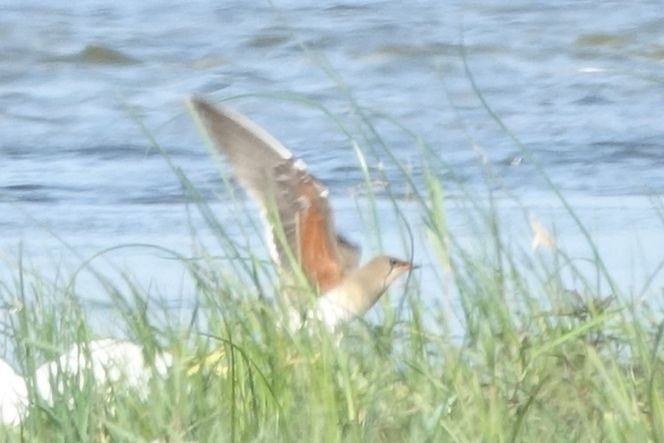 Collared Pratincole - ML217570781