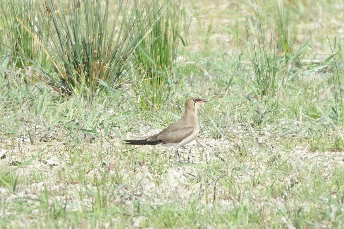 Collared Pratincole - Daniel König