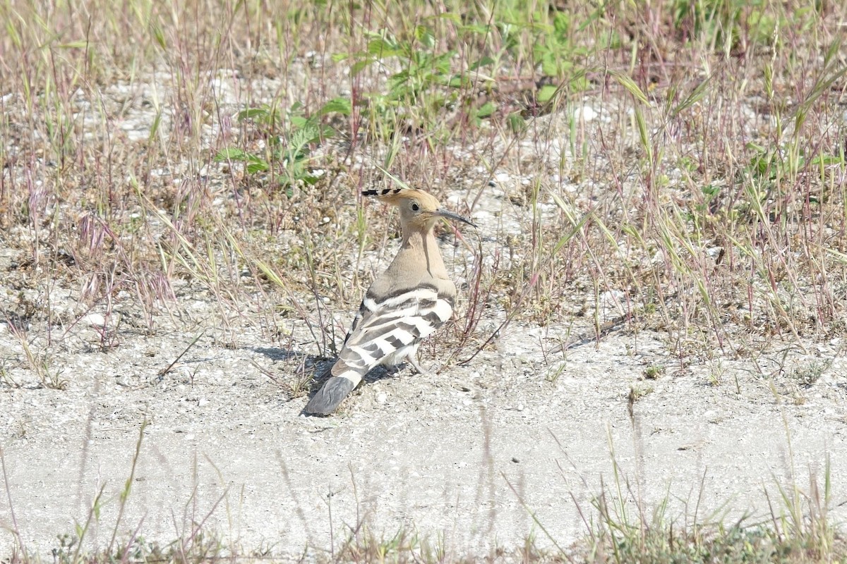 Eurasian Hoopoe - Daniel König