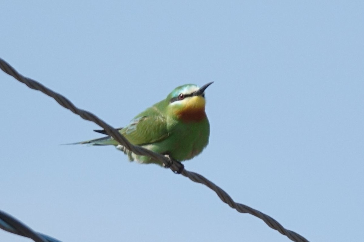 Blue-cheeked Bee-eater - Daniel König