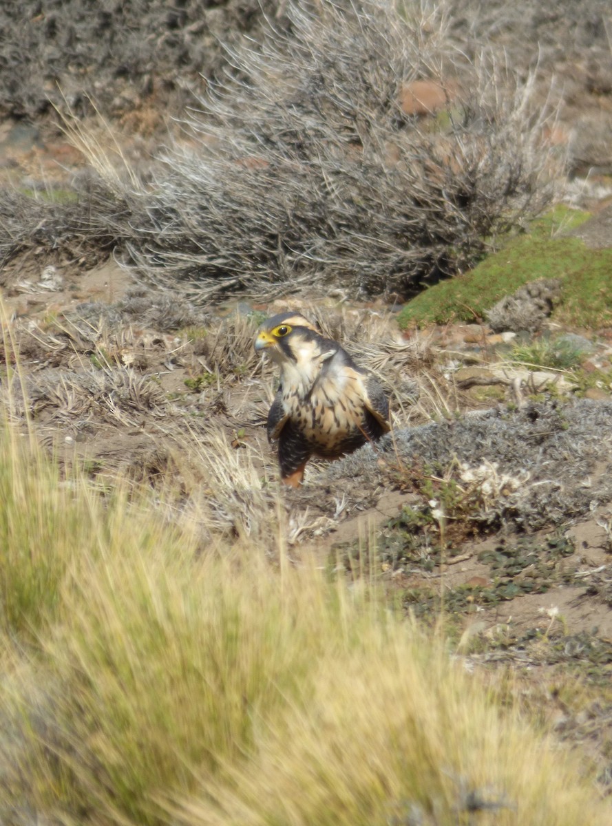 Aplomado Falcon - ML217571181