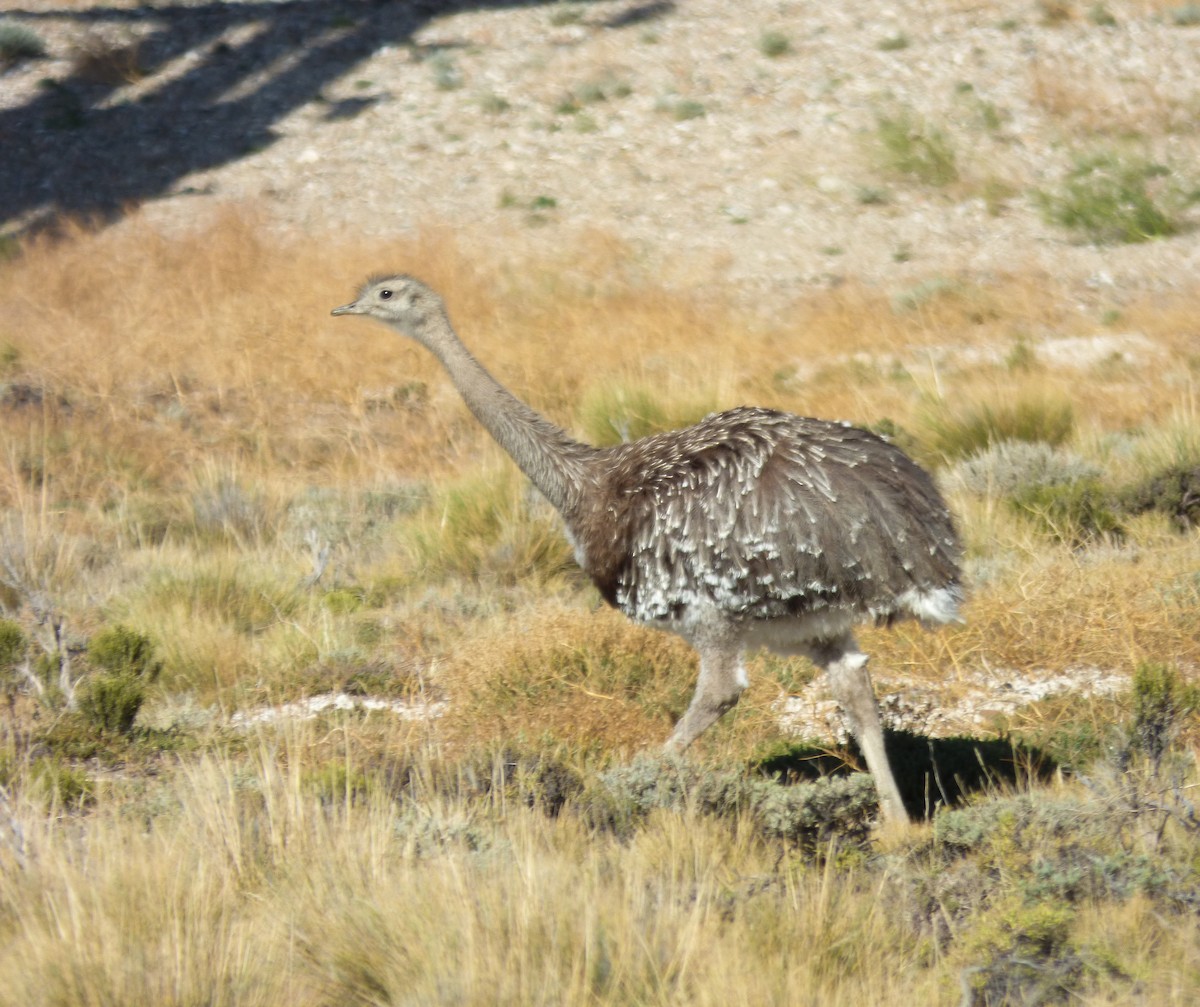 Lesser Rhea - Eduardo Carranza