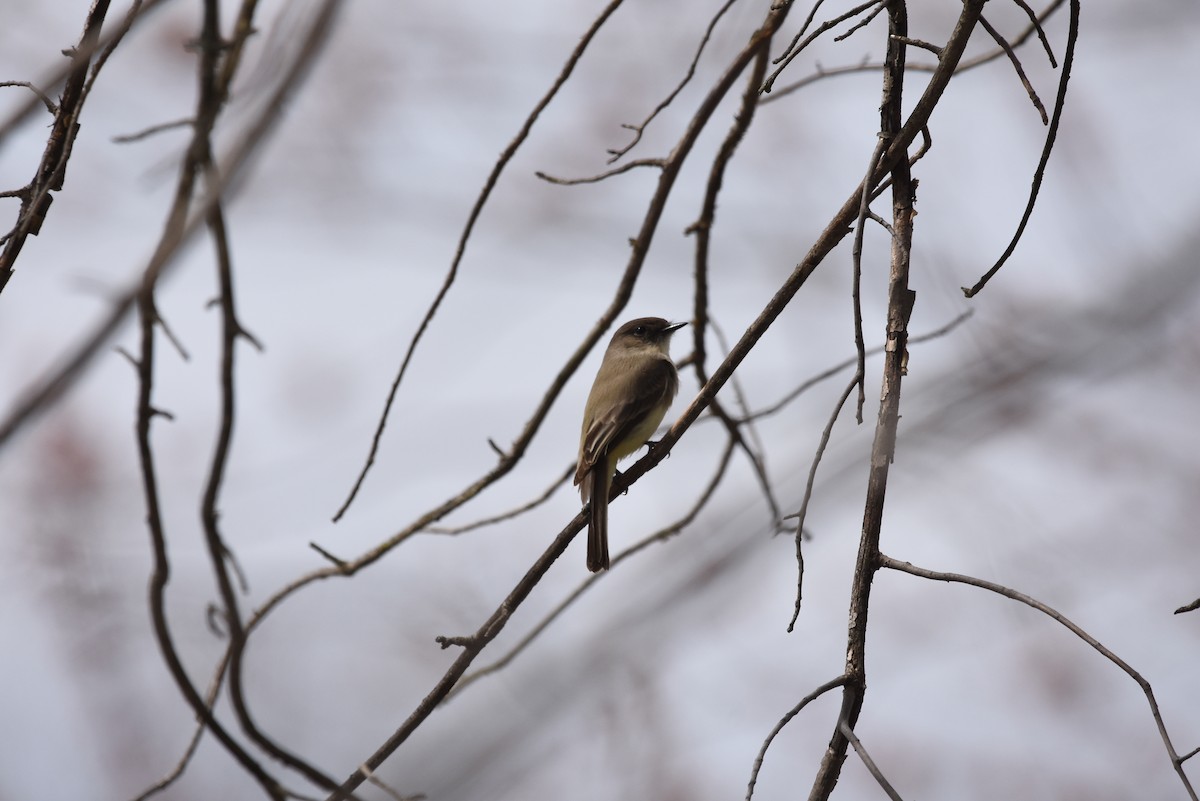 Eastern Phoebe - ML217575091