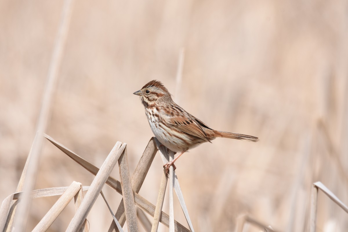 Song Sparrow - ML217575111