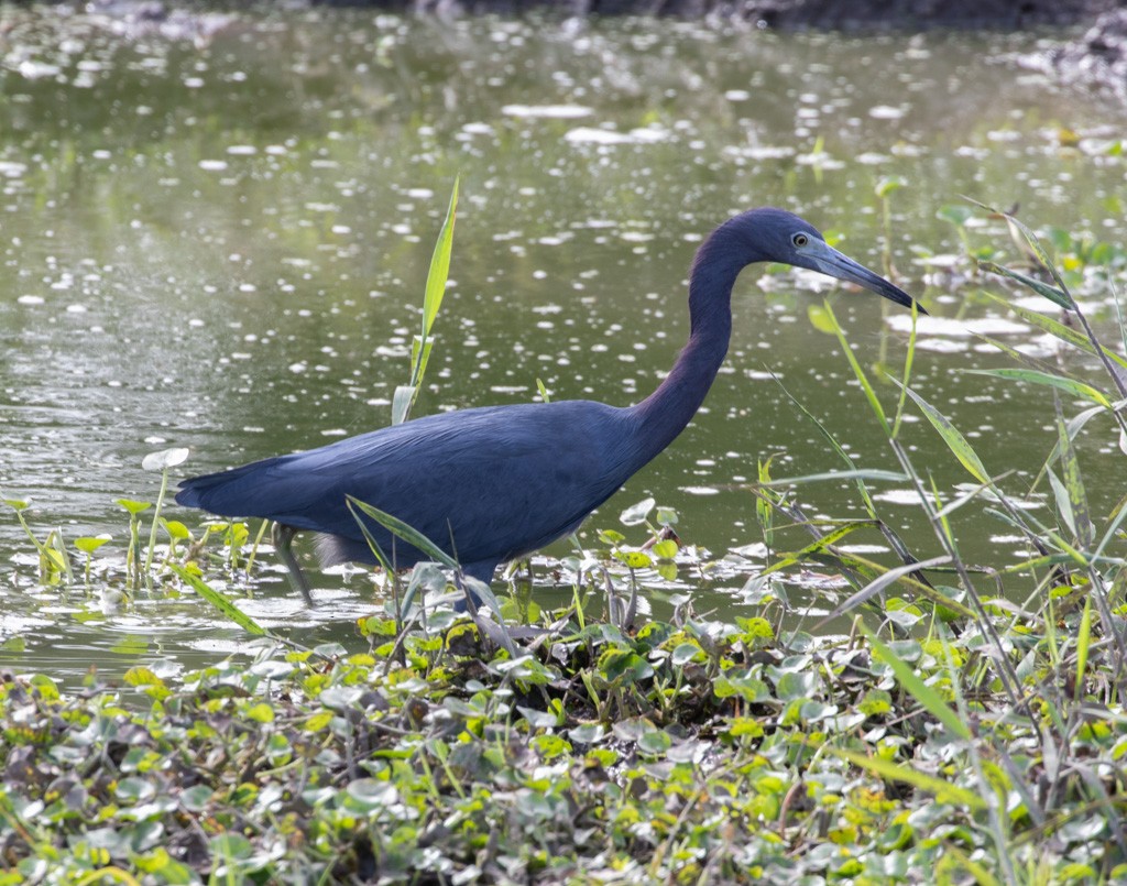 Little Blue Heron - ML217576631