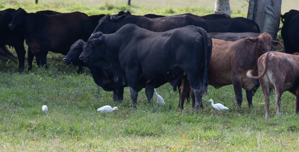 Western Cattle Egret - ML217576651