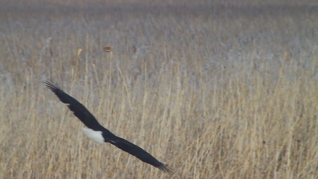 Pigargo Americano - ML217577241