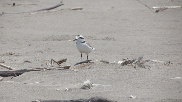 Snowy Plover - ML217577981