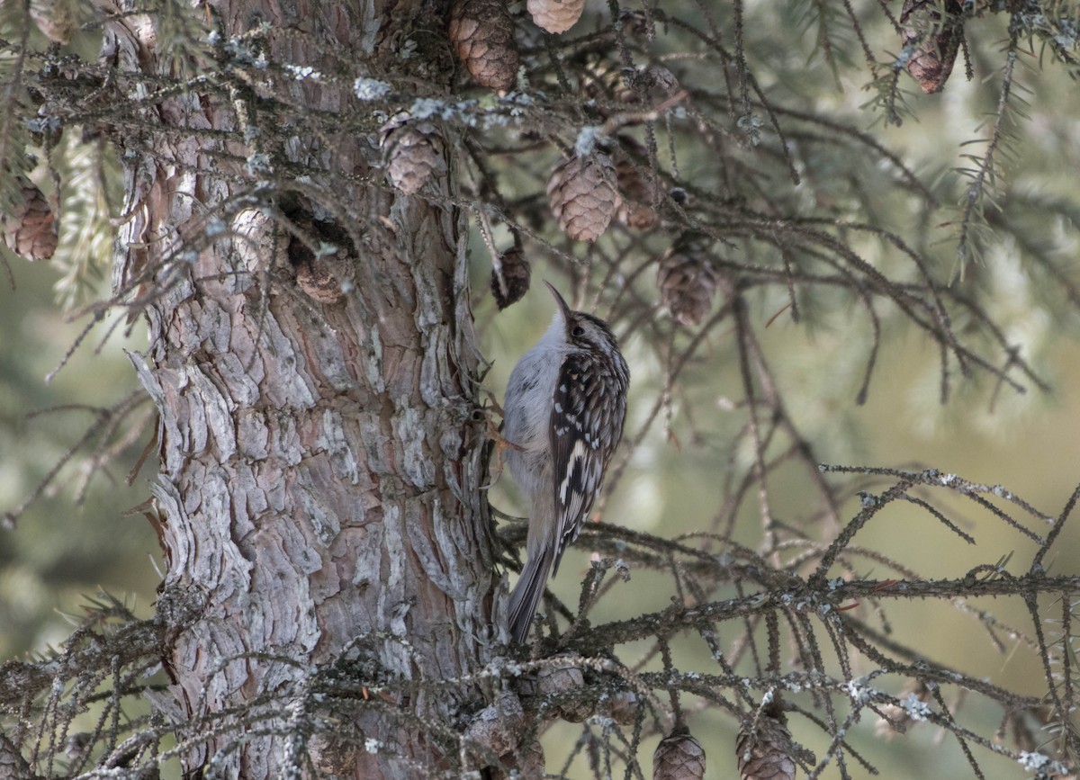 Brown Creeper - ML217578291