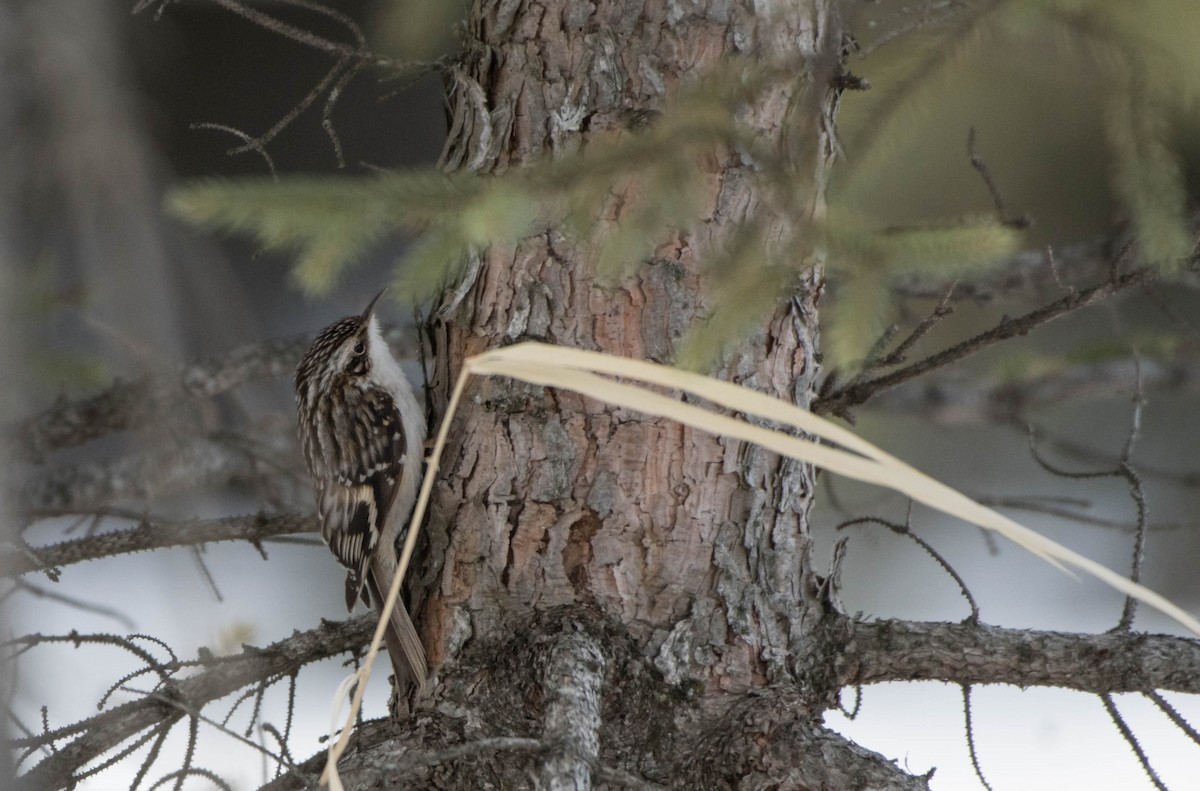 Brown Creeper - Annie Lavoie