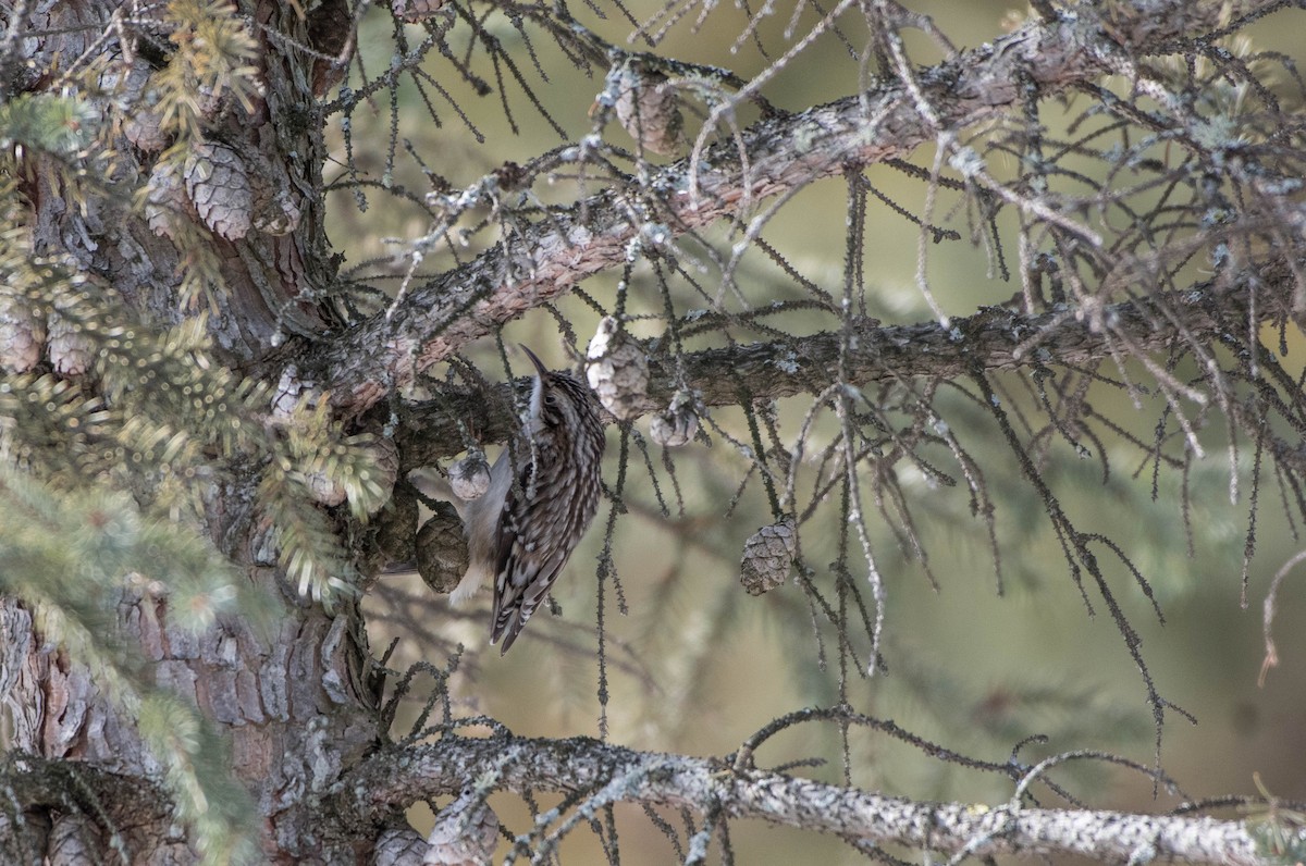 Brown Creeper - ML217578311