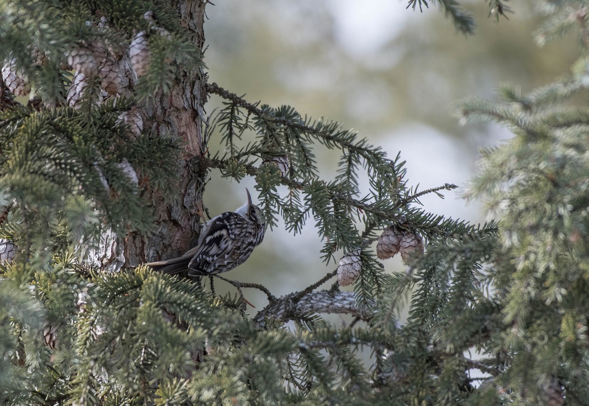 Brown Creeper - ML217578321