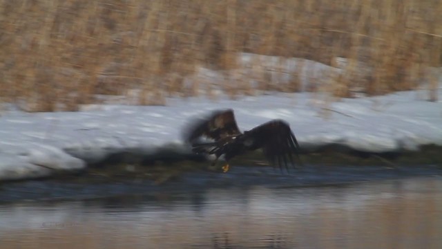 Bald Eagle - ML217578401