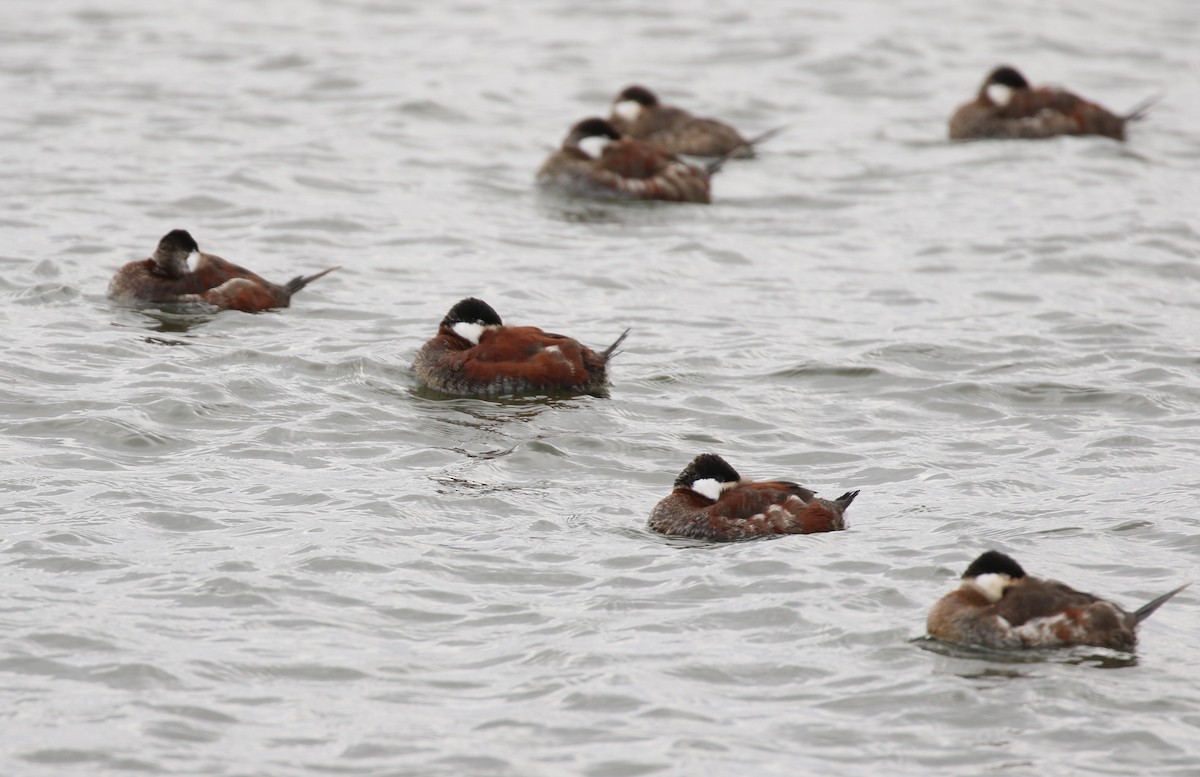 Ruddy Duck - Judy Stepenaskie