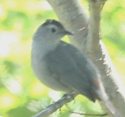 ימימן אמריקני - ML21757931