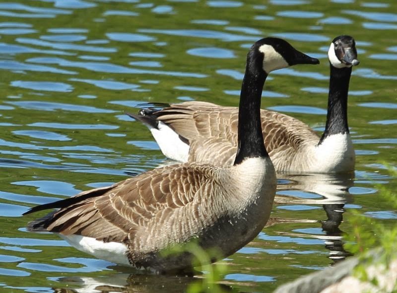 Canada Goose - ML21758121