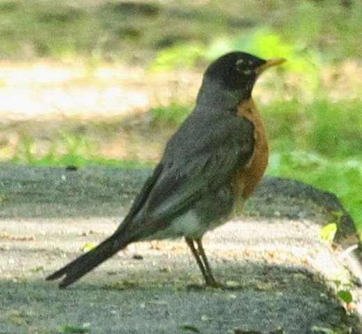 American Robin - ML21758251