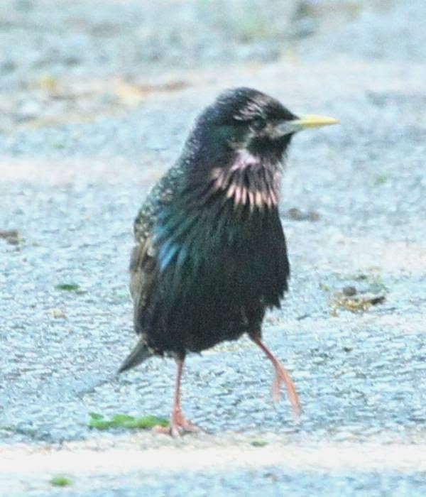 European Starling - ML21758271