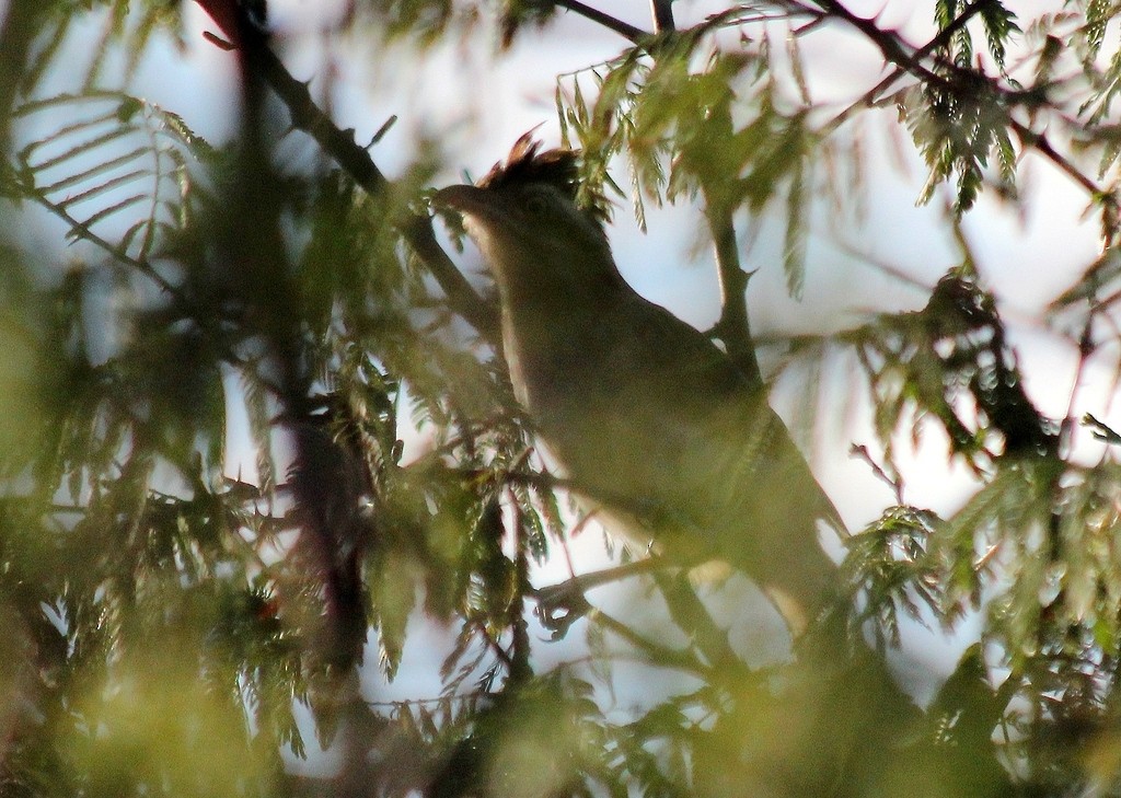 Striped Cuckoo - ML217583181