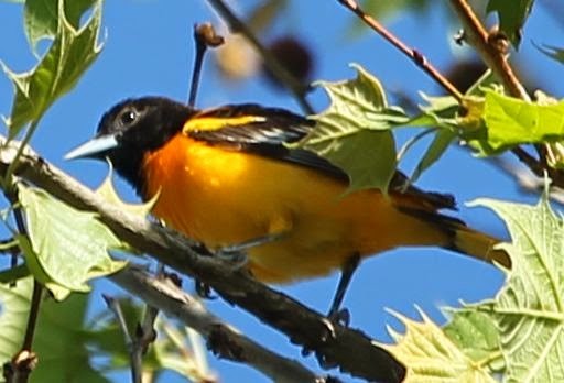 Baltimore Oriole - ML21758341