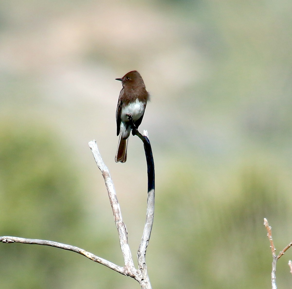 Black Phoebe - ML217585291