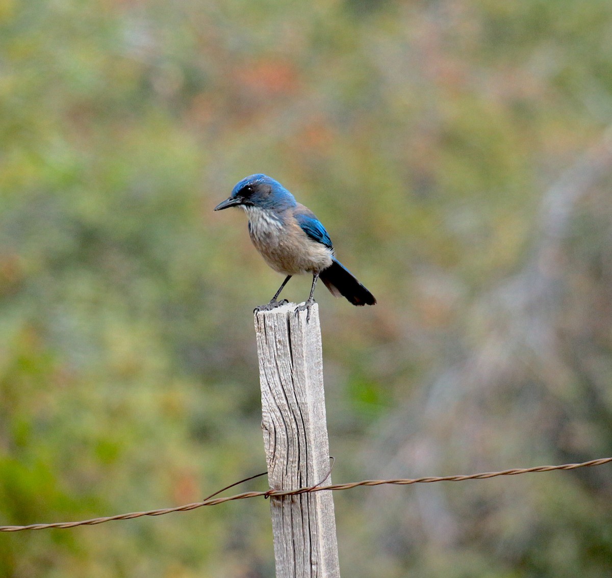 Woodhouse's Scrub-Jay - ML217585461