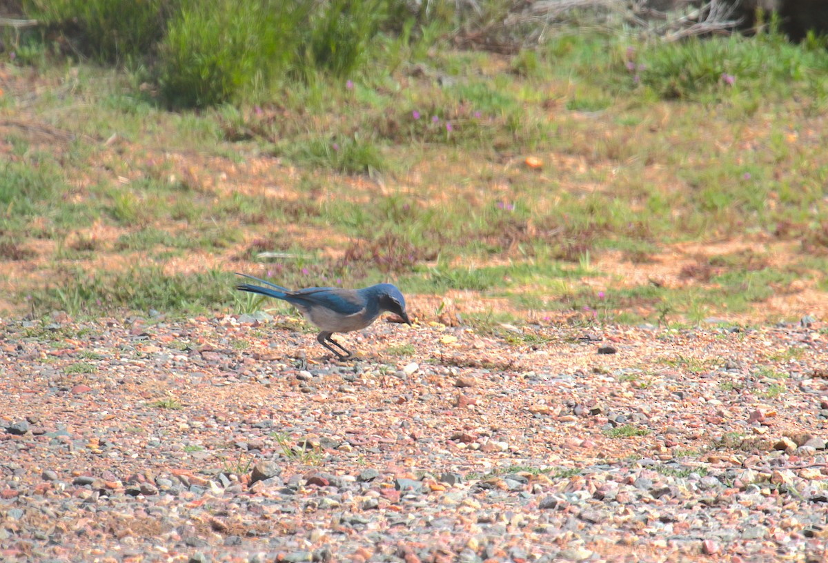 Woodhouse's Scrub-Jay - Ed Dukart