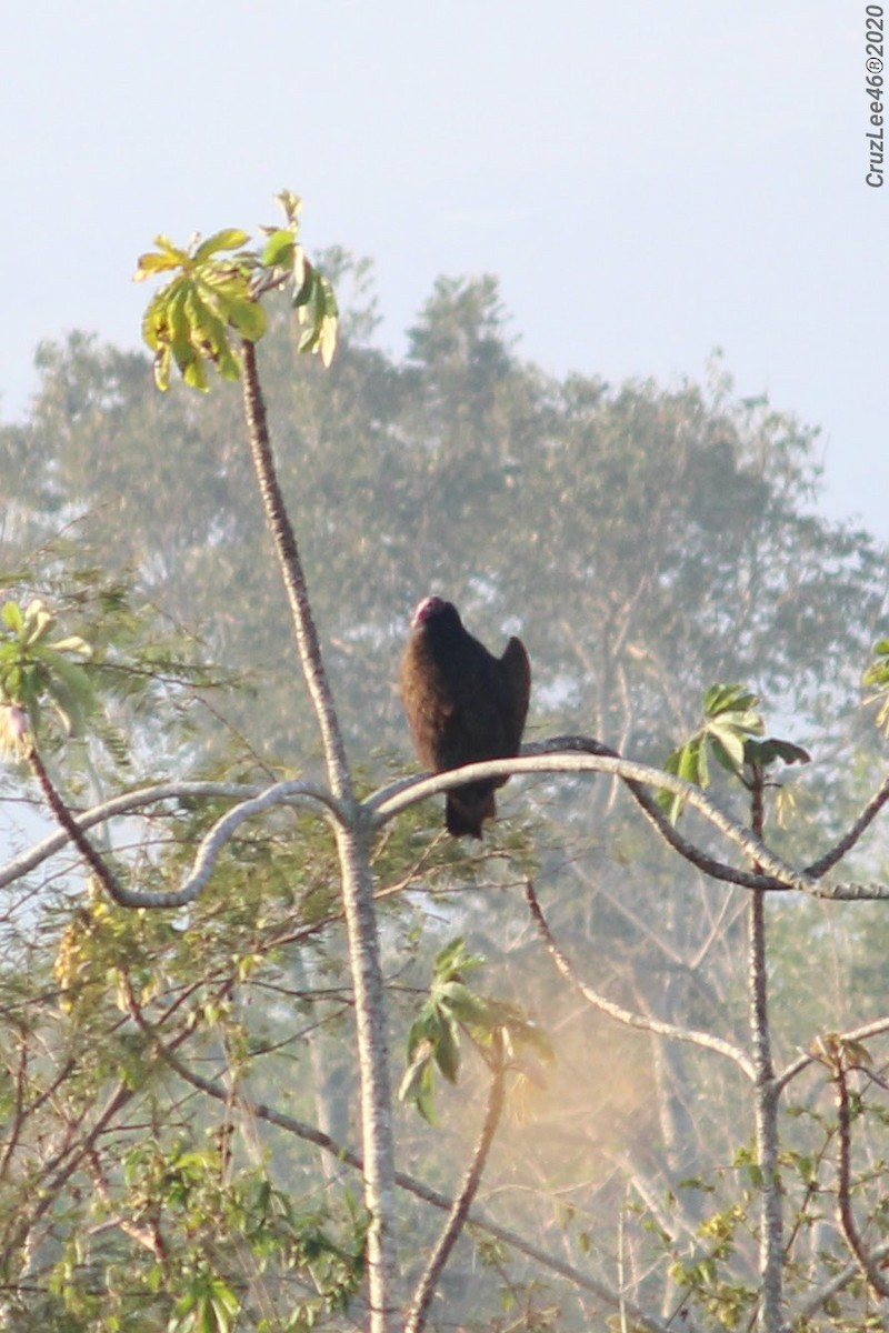 Turkey Vulture - ML217586021