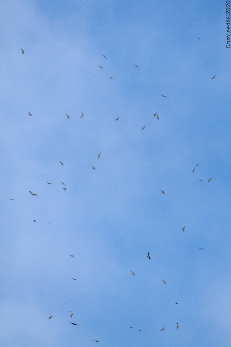 Swainson's Hawk - ML217586531