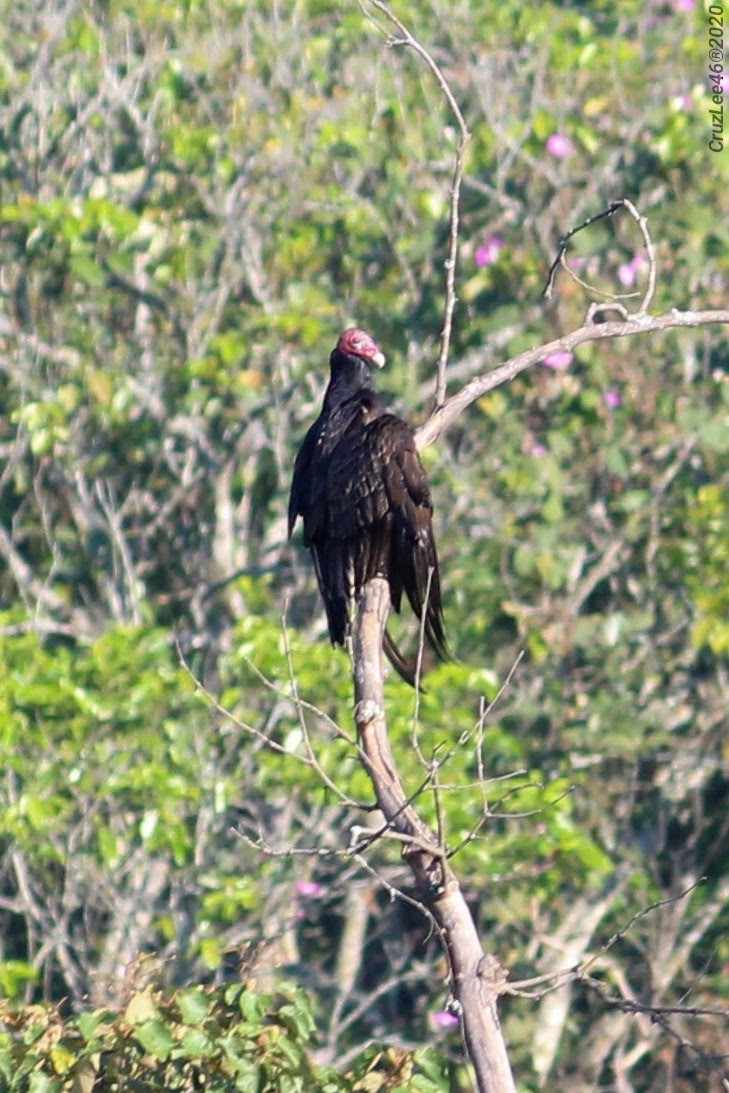 Turkey Vulture - ML217588101