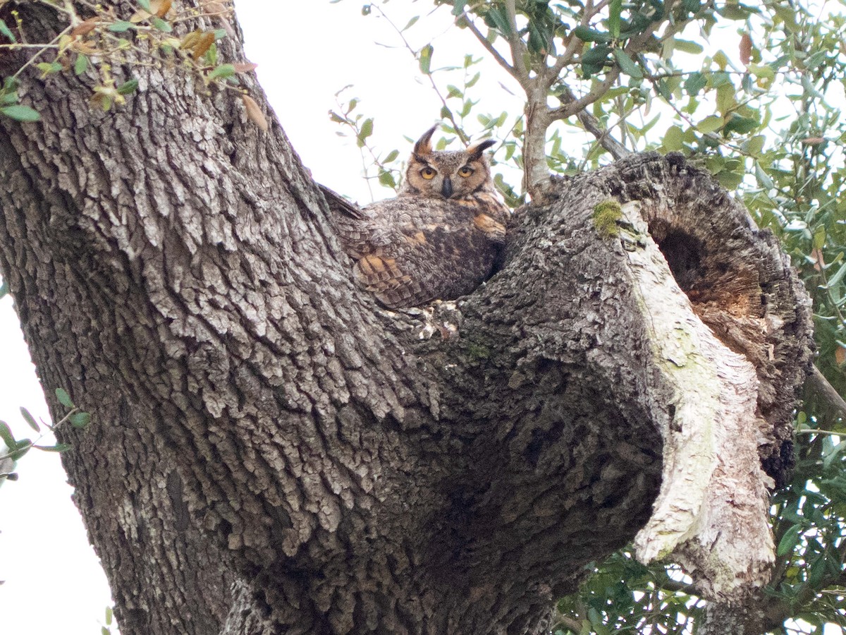 Great Horned Owl - Susan Elliott