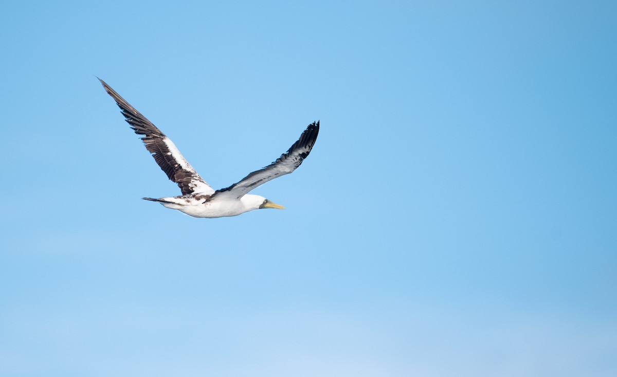 Masked Booby - ML217590411