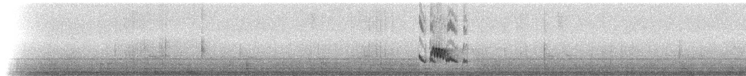 Caribbean Elaenia (Chinchorro) - ML217591