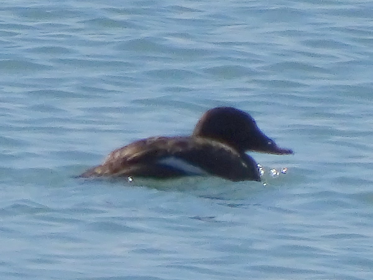 White-winged Scoter - ML217591051