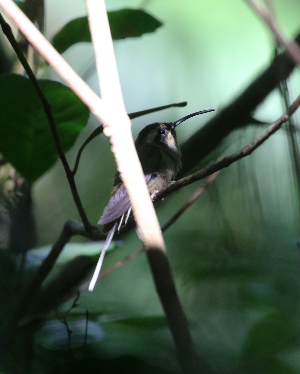 Тёмногорлый колибри-отшельник - ML217591761