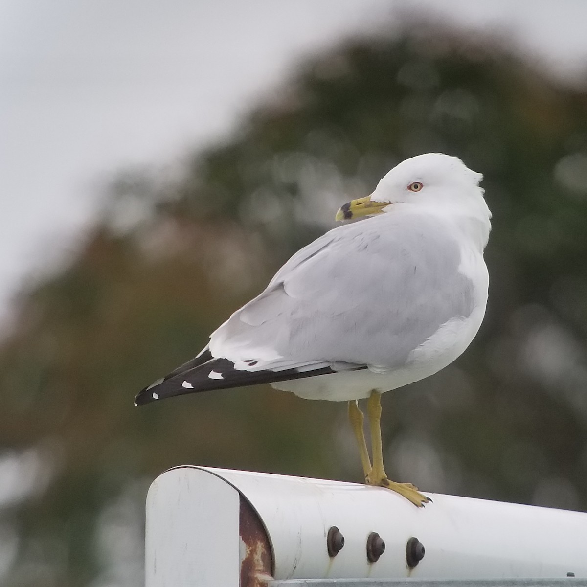 Ring-billed Gull - ML217592581