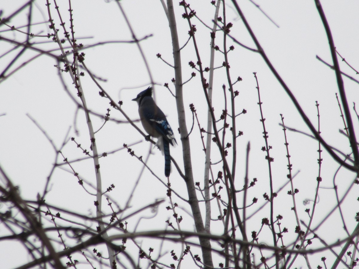 Blue Jay - Odile Renaud