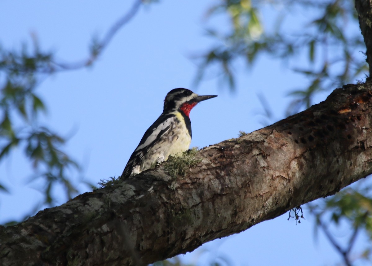 Red-naped Sapsucker - ML217593251