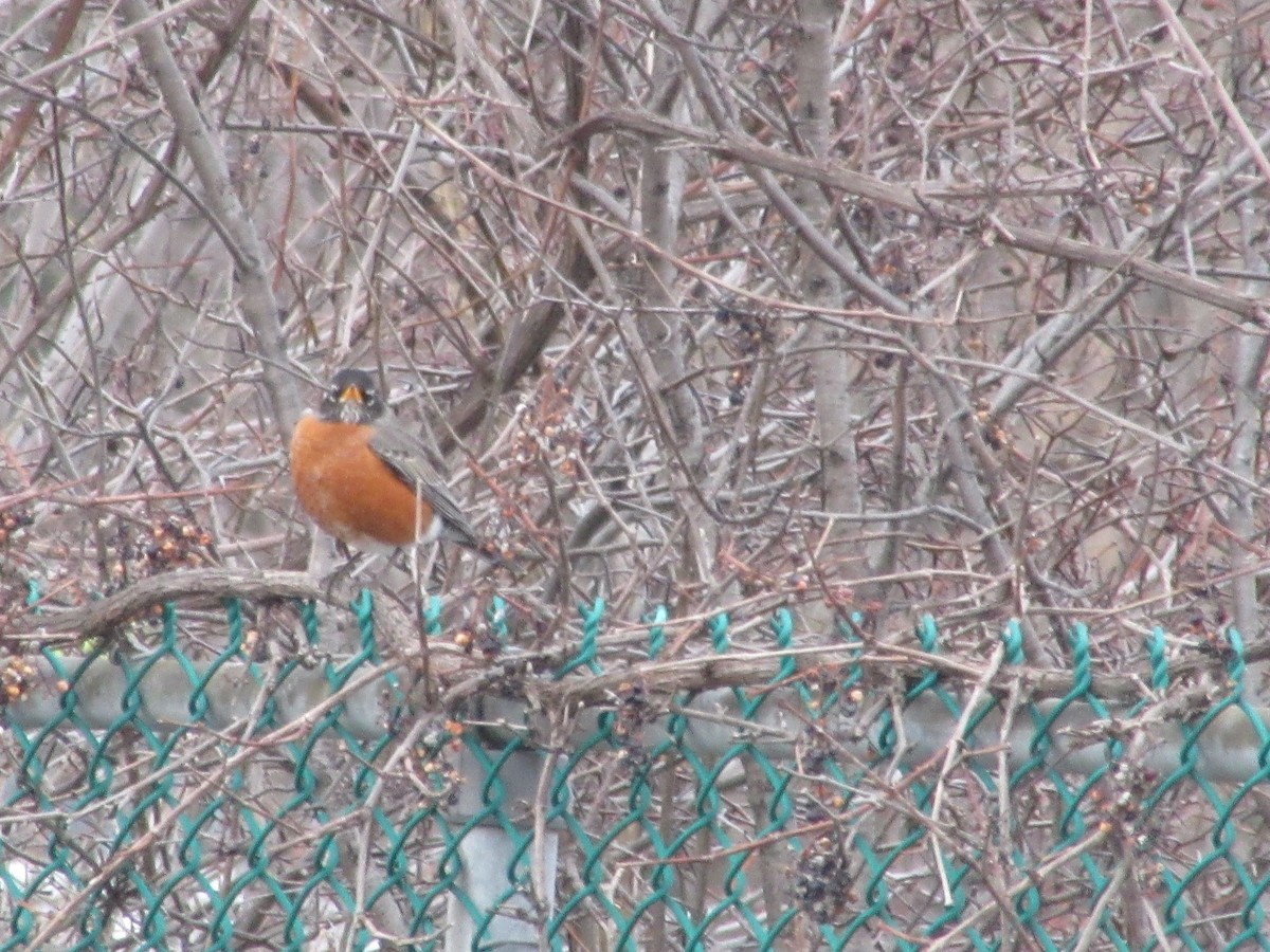 American Robin - ML217593261