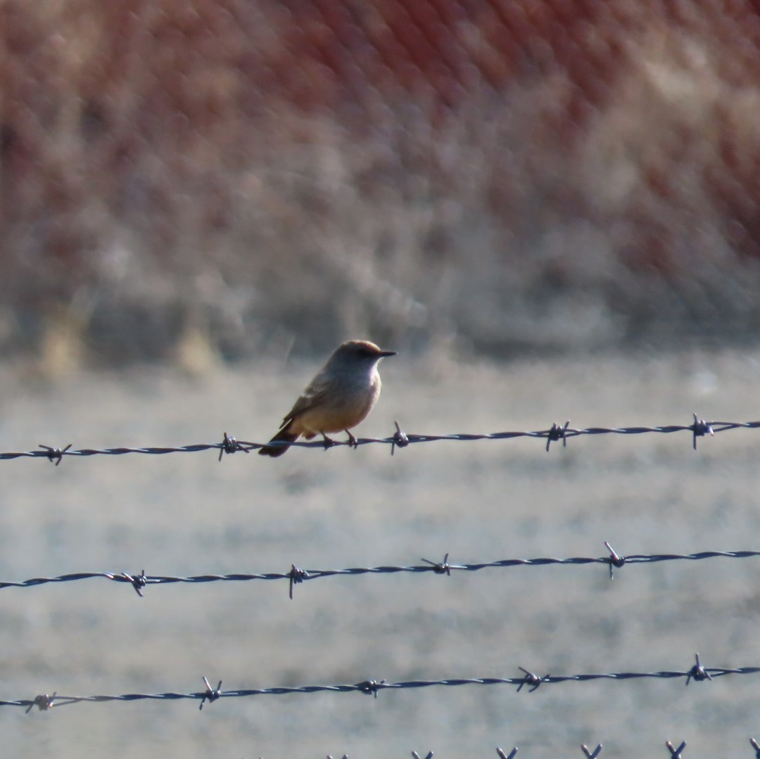 Say's Phoebe - W Wonderley