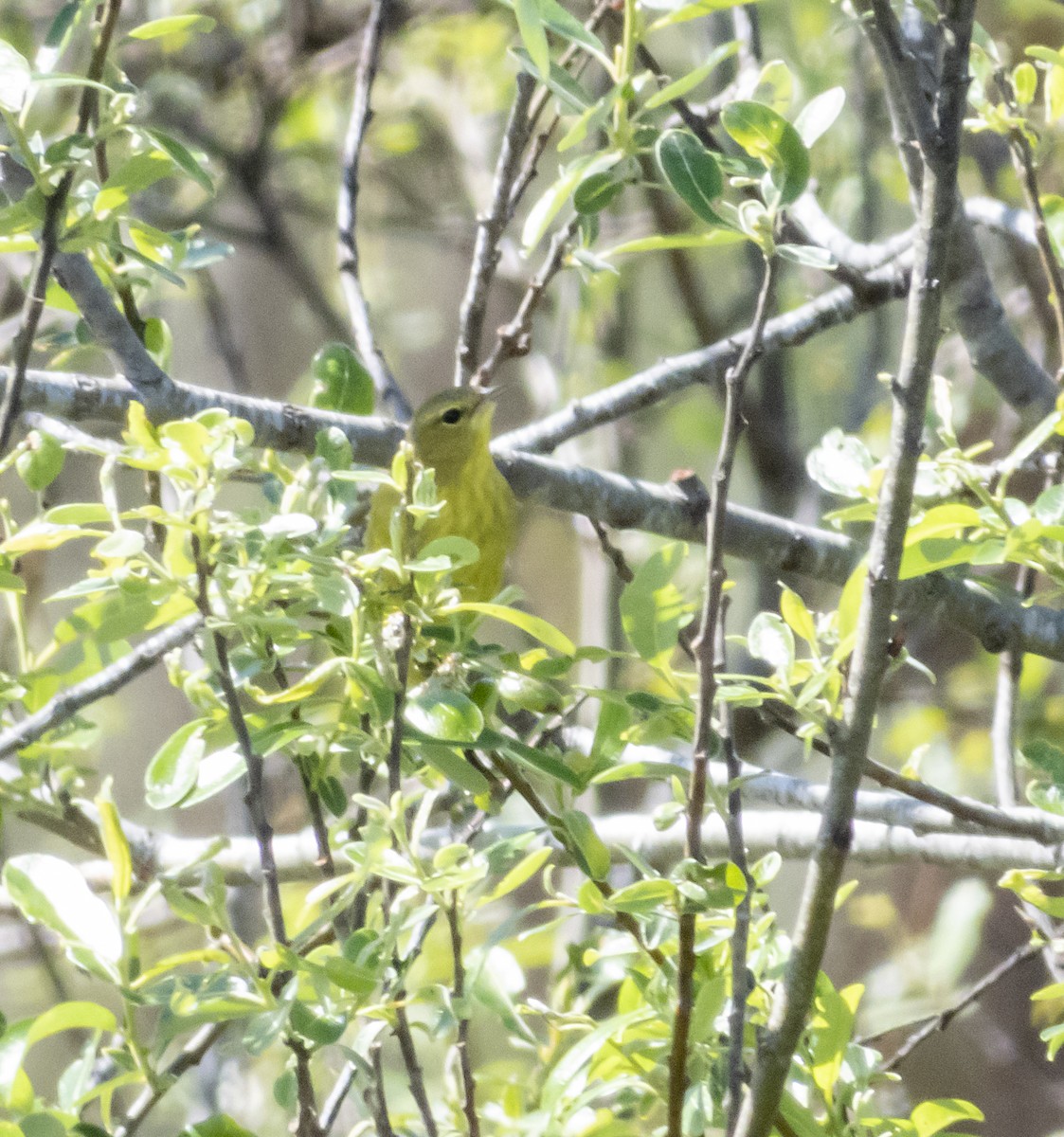 Orange-crowned Warbler - ML217594611