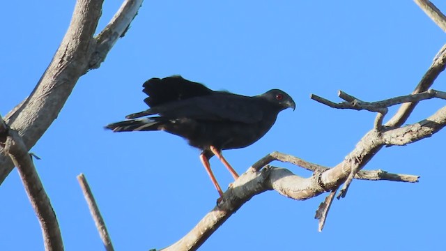 Crane Hawk - ML217595351