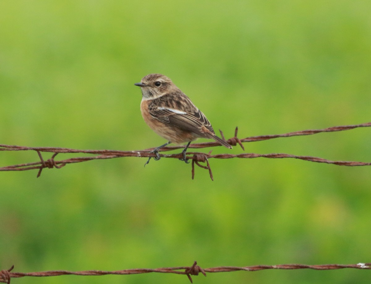 Tarabilla Europea - ML21759761