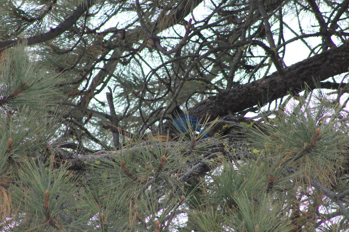 Steller's Jay - ML217597851