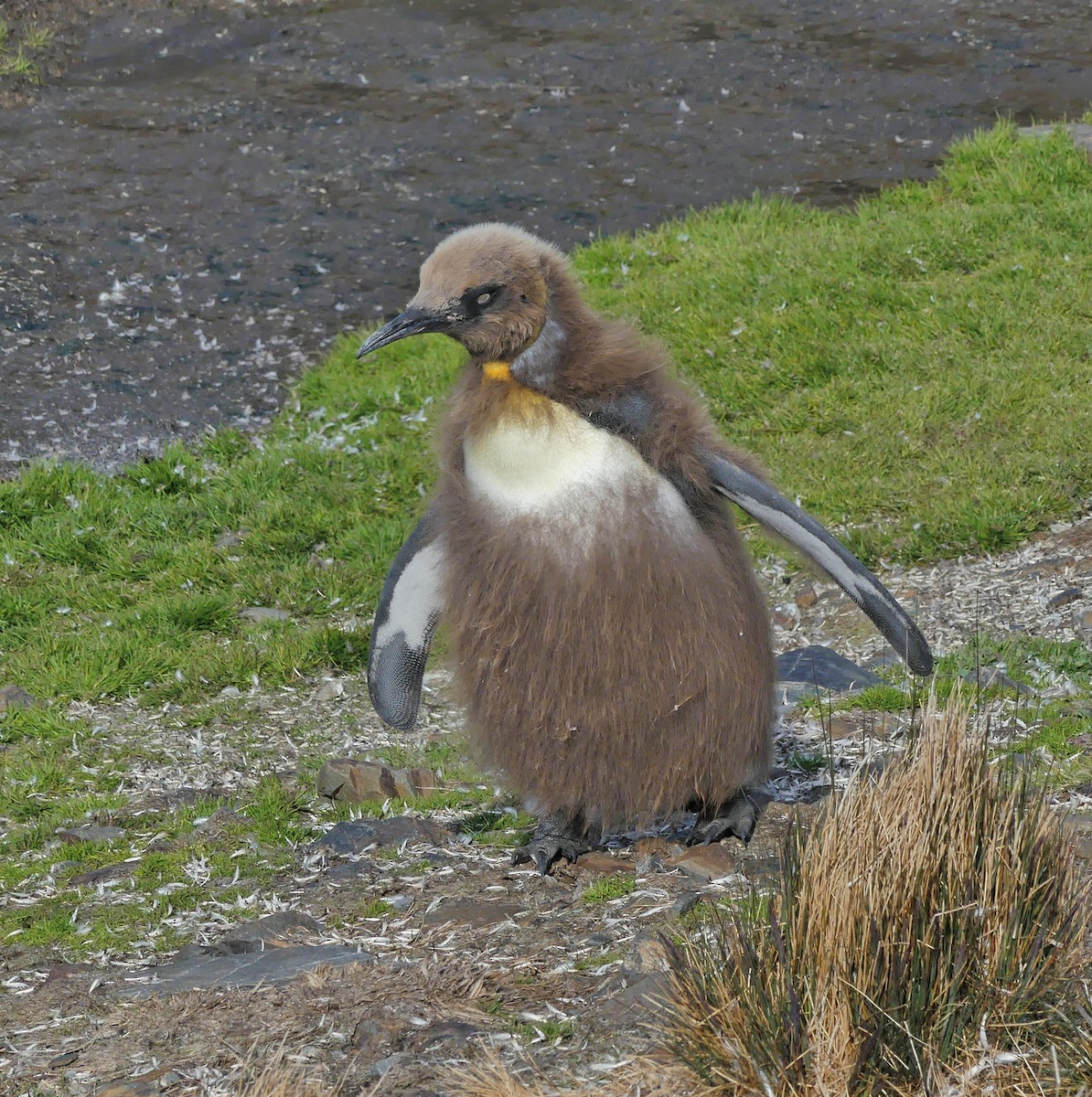 King Penguin - ML217597881